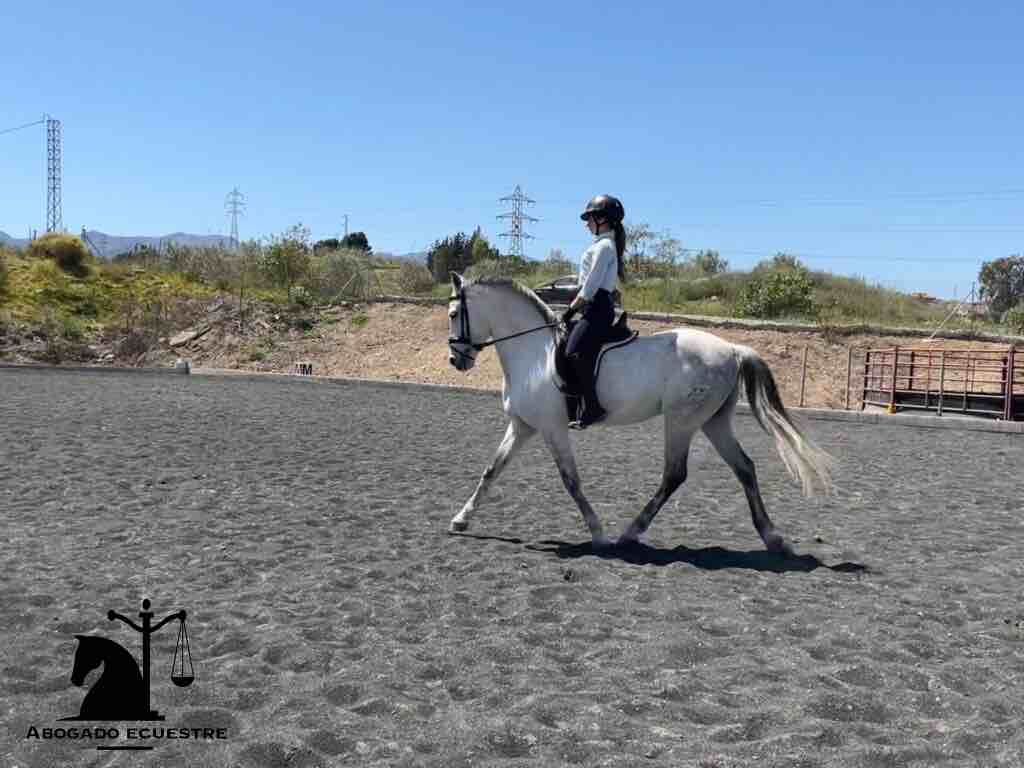 Abogado ecuestre para concurso