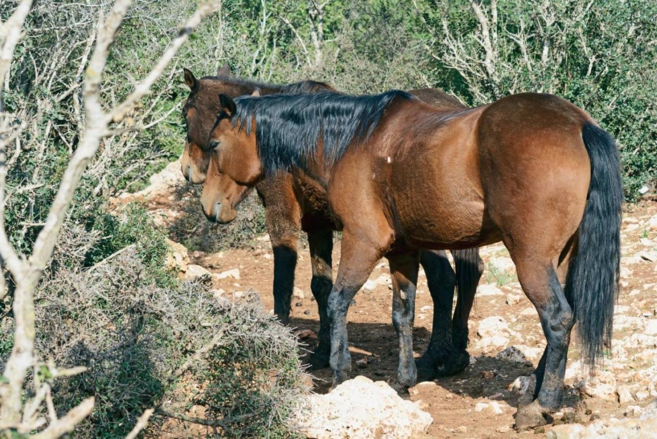 abogado ecuestre en Muros A Coruña Galicia