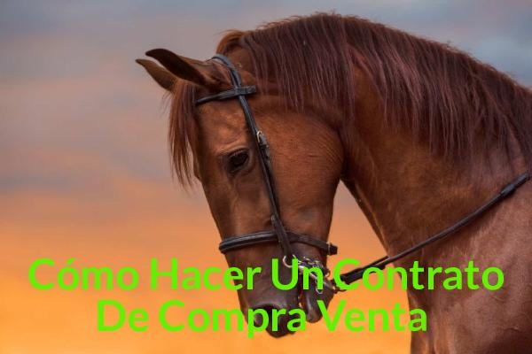 Contrato Compraventa Caballos - Abogado Ecuestre