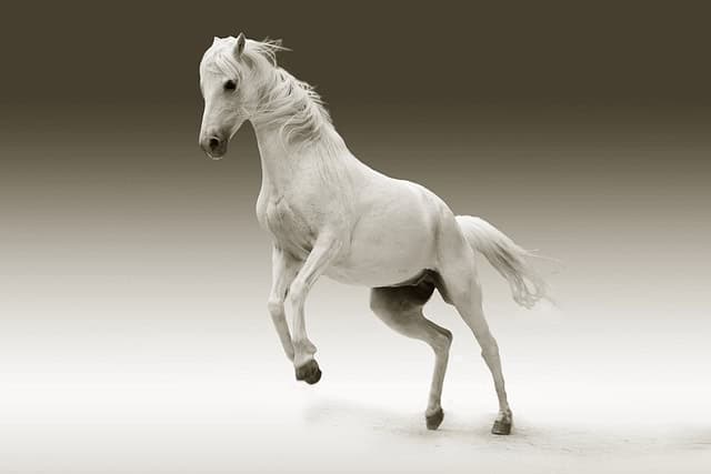 Raza de Caballos Lusitano: Historia y Características