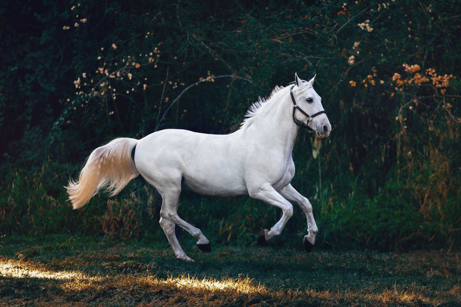 Raza Shire: La Historia y Características de los Caballos Más Grandes