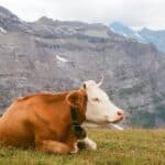 La raza Holstein: Una historia y descripción La raza Holstein: Una historia y descripción