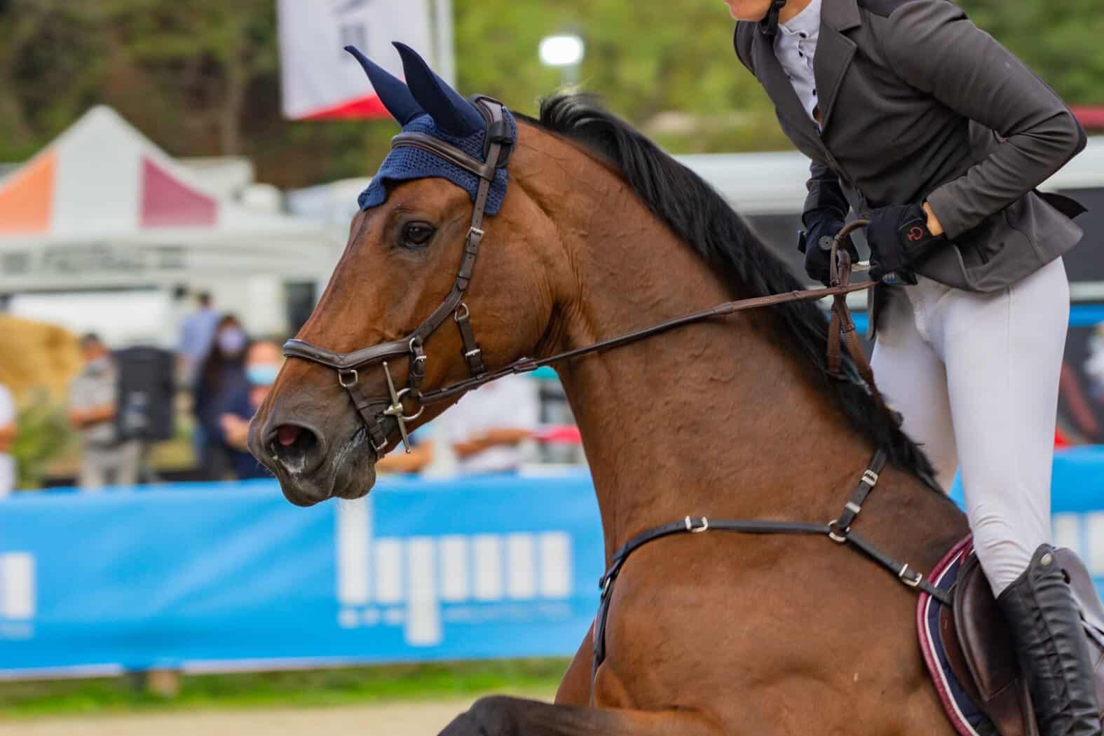 Cómo entrenar a un caballo joven